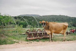 Family Farm
