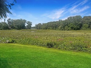 Pond in the Summer