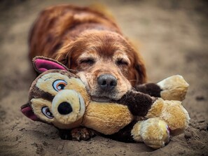 Pet-friendly
