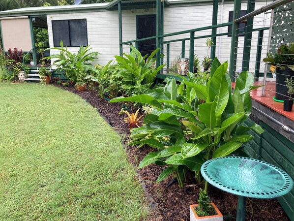 Banksia cottage is set in our native and tropical garden of Gingers & Halaconias