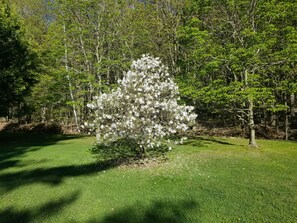 Magnolia - Spring - Printemps