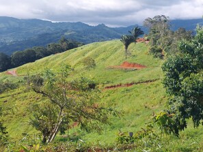  view northeast over adjacent reforestion areas