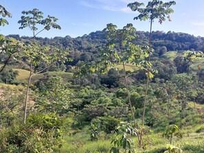reforested area
