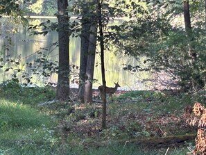 Lots of wildlife!