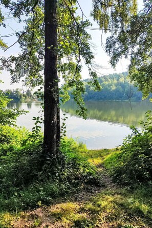 Grün, Wasser, Blatt, Gewässer, Natur, Wasservorräte, Natürlichen Umgebung, Baum, Ast, Natürliche Landschaft