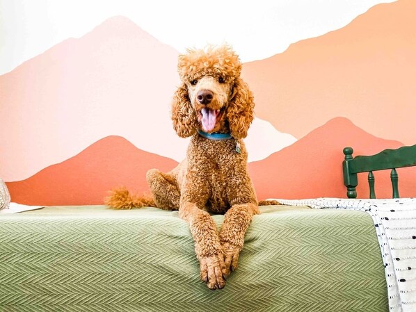Our dog model. He’s a good boy. This handsome fella is not ours. 