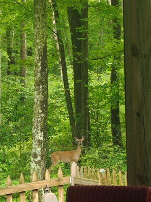 Deer regularly spotted in the yard or area.  This doe is 20 feet from your patio