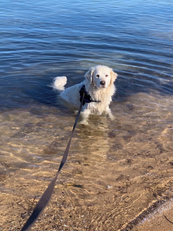 Charlie the Golden "swimming"!