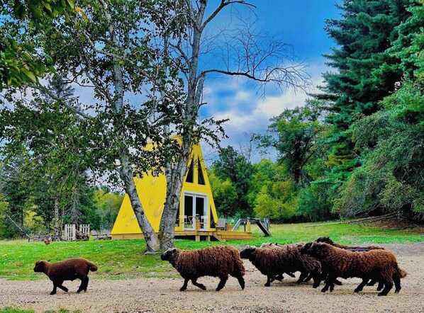 Watch the sheep come home to the barn each evening.