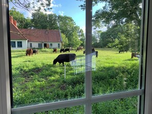 Oklassificerad bild, 4 av 41, knapp
