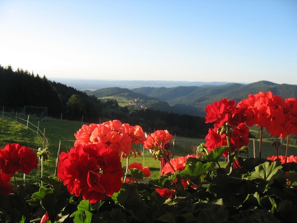 Panoramablick, Typ C, 65 qm, 2. Etage, max. 3 Pers.-Ausblick vom Balkon