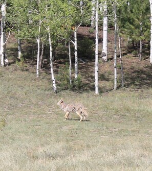 Fox roaming the area near house.