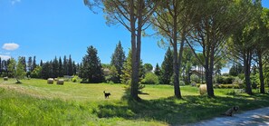 Property grounds