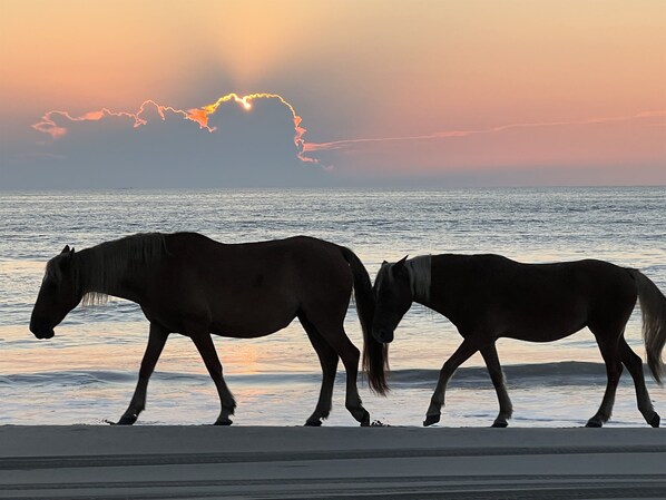 Wild Horses roam on property