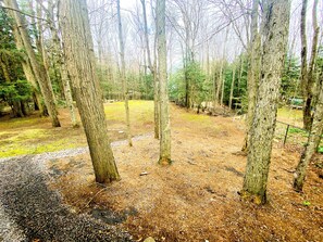 Trail through fenced backyard