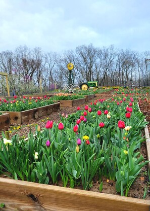 Tulips are in season