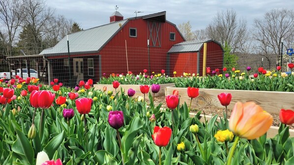 Flower garden