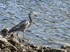 Blue Herron