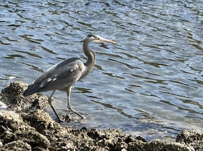 Blue Herron