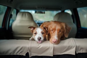 3 dogs allowed. House trained, nominal fee and fun dog parks nearby! 