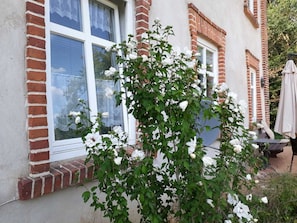 Garden [summer]