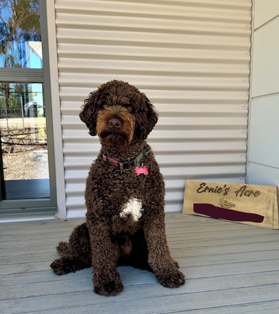 Pet-friendly