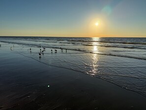 Golden reflections and early morning waves—start your day with breathtaking sunrises, seagulls, and the soothing sound of the Gulf.