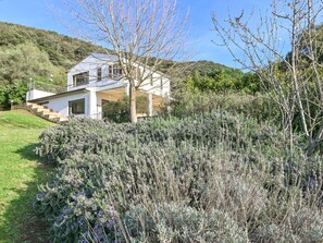 Shrub, Plant Community, Groundcover, Garden, Shrubland, Herbaceous Plant, Wildflower, Chaparral