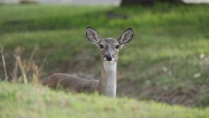 Say hello to the wildlife right outside your door!