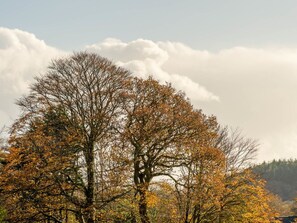 Himmel, Blatt, Ast, Baum, Natur, Gelb, Vegetation, Zweig, Kofferraum, Gehölz