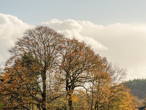 Sky, Leaf, Branch, Tree, Nature, Yellow, Vegetation, Twig, Trunk, Woody Plant