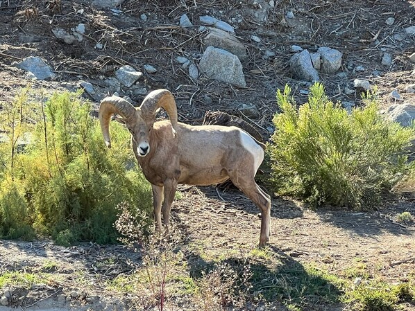 Mountain sheep come to visit