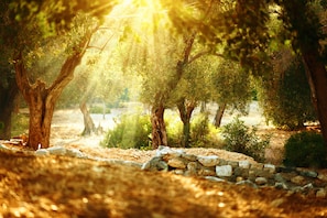 the olive groves with the light streaming through, hazy from the summer heat