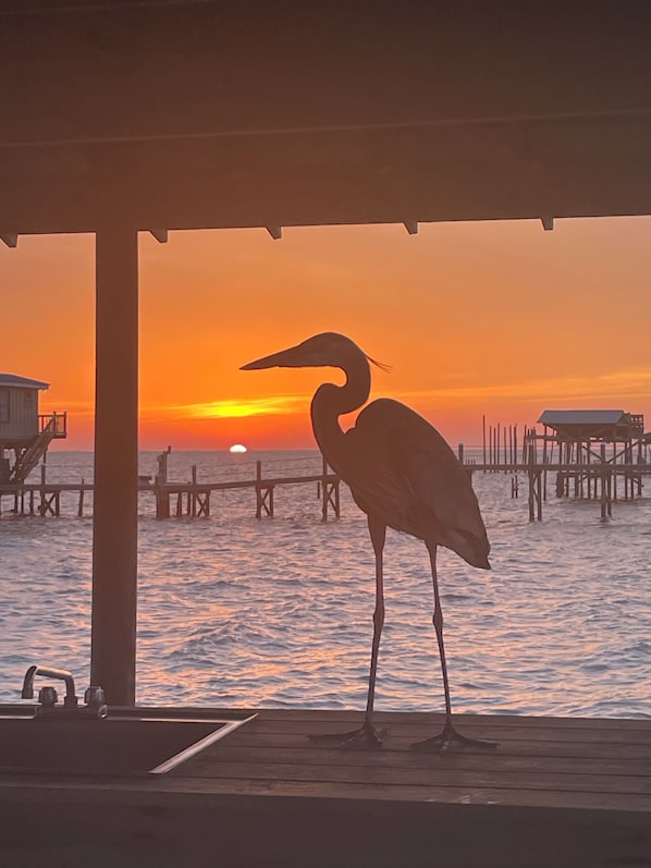 Harry joins us for the sunset.
