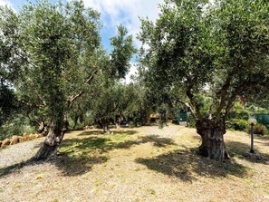 Tree, Branch, Trunk, Woody Plant, Twig, Soil, Grove, Plantation