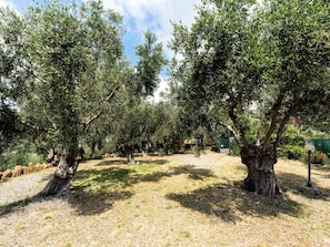 Tree, Branch, Trunk, Woody Plant, Twig, Soil, Grove, Plantation
