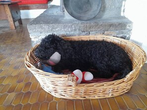 Pet-friendly