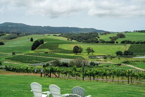 Views over the vineyards to Saddleback Mountain 