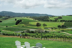 Views over the vineyards to Saddleback Mountain