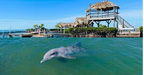 The Dolphin Research Center is a dolphinarium in Grassy Key, Florida. The 90,000-square-foot series of saltwater lagoons is home to several dolphins and California sea lions..