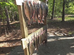 a nice catch at the lake!