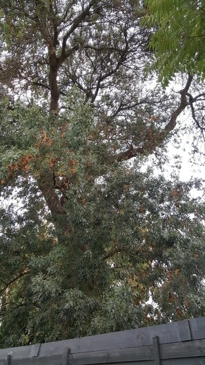 Tree view from patio and bedroom