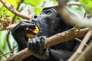 A howler monkey on the property snacking on a fresh cashew from the tree