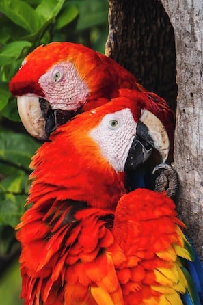 A pair of nesting Scarlett Macaws live nearby in the valley below the property. (1)