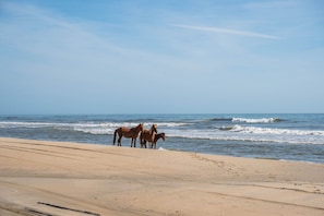 Wild Horses!