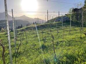 Garden [summer]