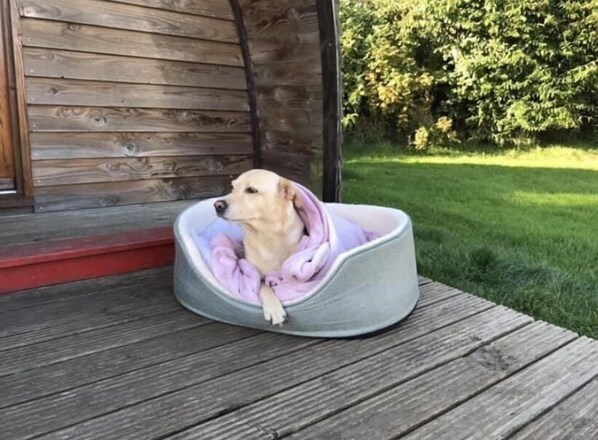 Dog friendly cabin 