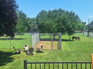 Friendly horse family in the backyard