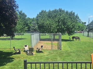 Friendly horse family in the backyard