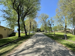 Baum, Ast, Blatt, Gras, Natur, Strassenbelag, Strasse, Öffentlicher Raum, Asphalt, Durchgangsstrasse